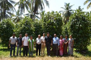 Pepper Farm Visit, Kurunegala Plantation LTD, Attanagalla Area Estate, Sri Lanka